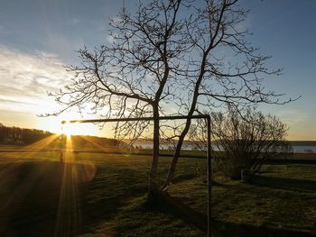 Sun shining through trees