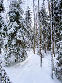 Snow covered trees in forest