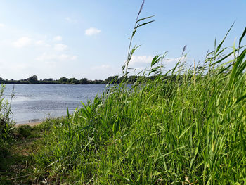 Plants growing on field by lake against sky