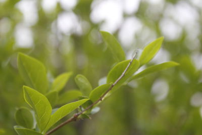 Close-up of fresh green leaves