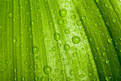 Close-up of wet leaf