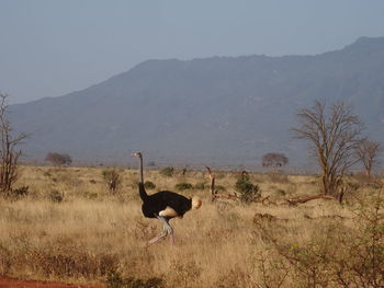 View of a bird on field against sky