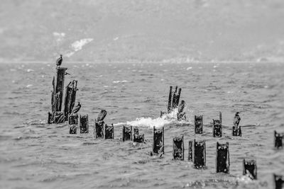 Wooden posts on beach