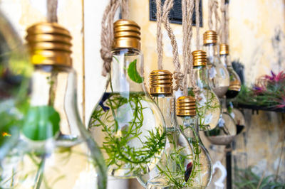 Close-up of plants growing in light bulbs