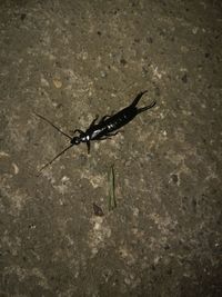 High angle view of insect on wall