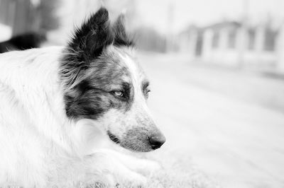 Close-up of dog sleeping