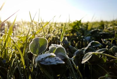 Close-up of fresh plants on field against sky