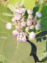 Close-up of flowers blooming outdoors