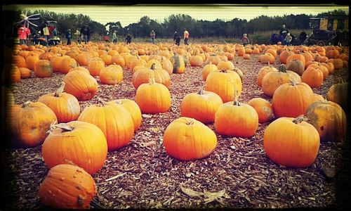 Pumpkins in the field