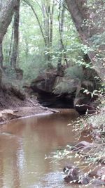 Stream flowing in forest