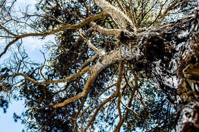 Low angle view of trees against sky