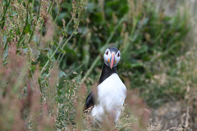 View of bird on field