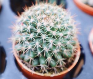 Close-up of succulent plant