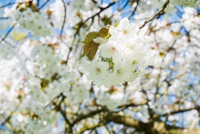 Low angle view of apple blossoms in spring