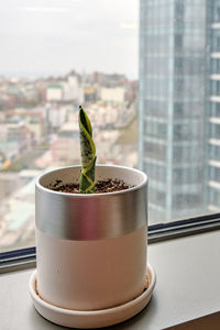 Close-up of potted plant on window sill