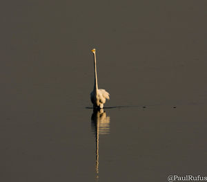 Bird swimming in lake