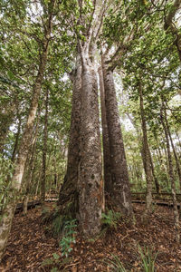 Low angle view of trees in forest