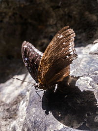 Close-up of butterfly on rock