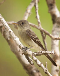 Close-up of bird perching on tree