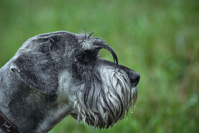 Close-up of a dog