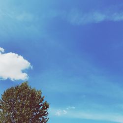 Low angle view of tree against sky