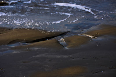 High angle view of turtle swimming in sea