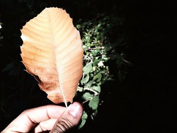 Close-up of cropped hand holding leaf