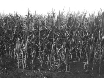 Crops growing on field against sky