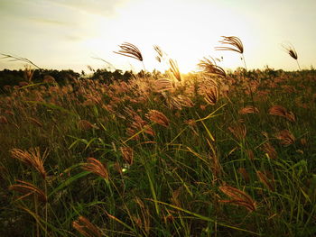 Close-up of wheat field against sky