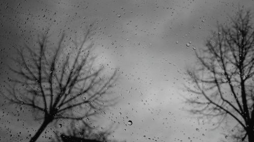 Low angle view of bare trees against sky