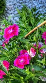 Close-up of pink flowers blooming outdoors