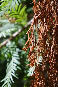 Close-up of pine tree leaves