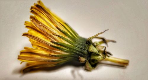 Close-up of yellow pepper on table