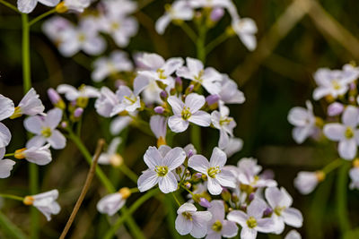 Close-up of white flowering plant