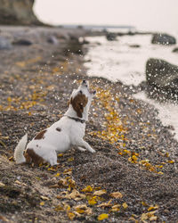 Dog looking away