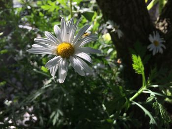 Close-up of white daisy flower