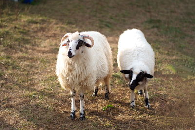 Portrait of sheep standing in field