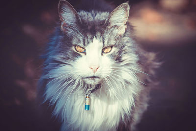 Close-up portrait of cat