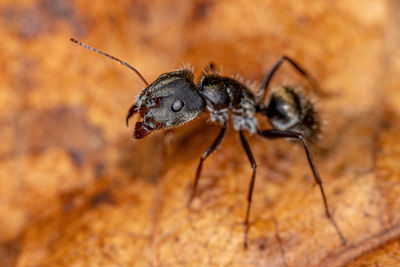 Close-up of insect