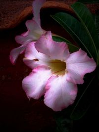 Close-up of pink flowers