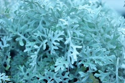 Full frame shot of frozen plants