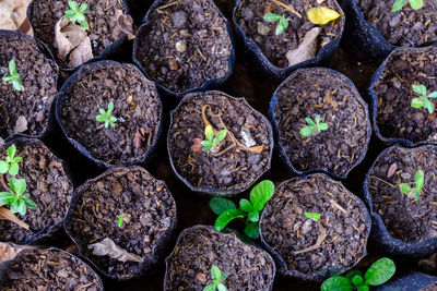 Full frame shot of potted plants