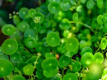 Close-up of water drops on leaves