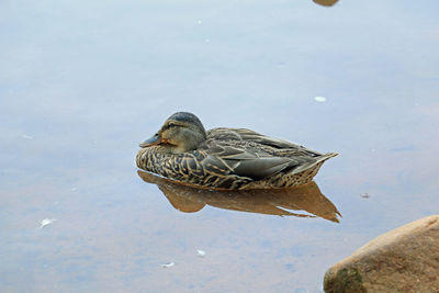 High angle view of mallard duck in lake