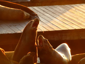 High angle view of seals at dock in san francisco bay