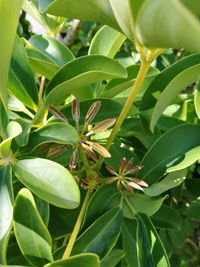 Close-up of green plant