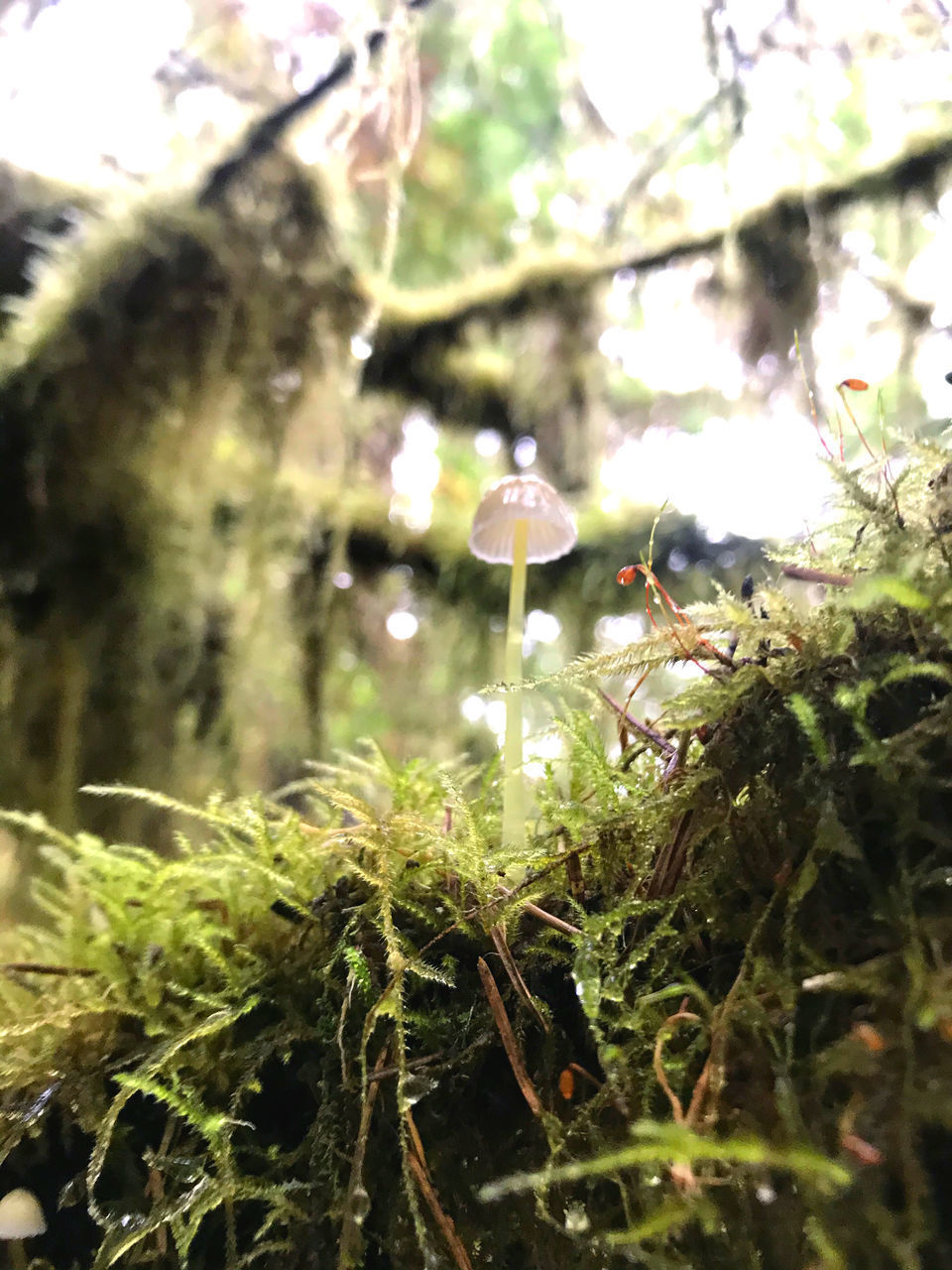 CLOSE-UP OF FRESH GREEN PLANTS