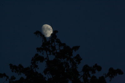 Low angle view of silhouette bird perching on tree against sky