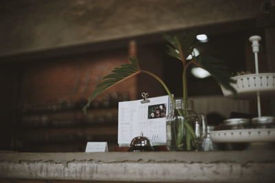 Close-up of potted plant on table