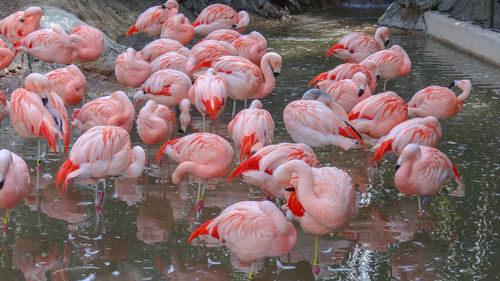 High angle view of flamingos in lake